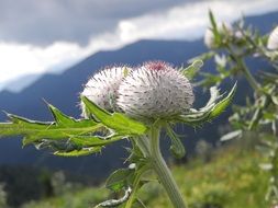 white thistle buds
