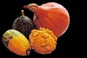 pumpkin of different types on a black background