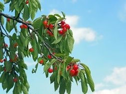 wild cherry on a branch