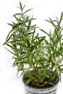 rosemary herb ingredient