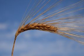 Barley Ear at blue sky, macro