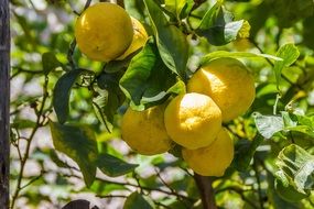 ripe lemons on a tree in the sunshine