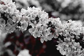 Apple Tree Blossoms close up