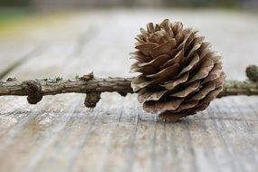 brown larch cone