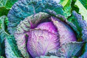 cabbage close up