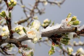 white bloom of plum tree