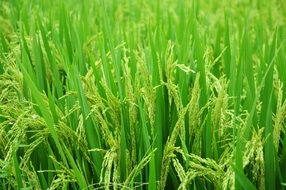 Green rice field at the farm