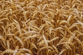 ripe wheat field close up