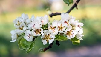 flowering pear tree
