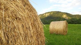 hay bales on the green agricultural field