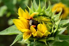 bumblebee in Sun Flower bud