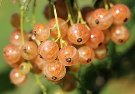A banch of currant