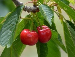 sweet cherry grows on a branch