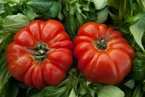 two big Tomatoes on green leaves