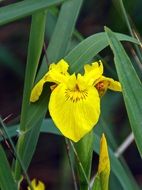 yellow daffodil grows in a swamp