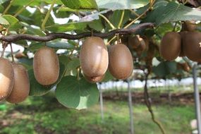 Kiwi Fruit on Tree closeup