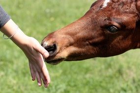 Horse contact Hand