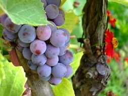 closeup picture of blue grapes on a branch in autumn