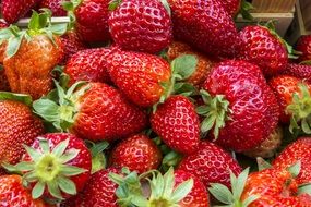 red fresh strawberries fruits in bunch
