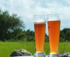 two glasses of wheat beer