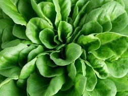 green salad, new crop close-up