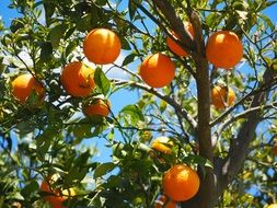 fruits on an orange tree