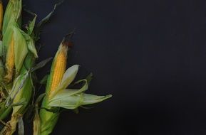 Ripe yellow corns at dark background