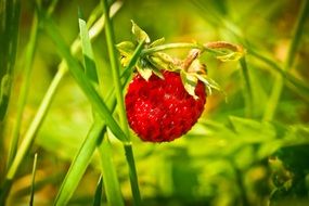 Strawberry close up