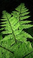 green Fern Frond