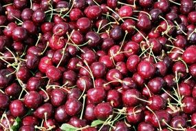 harvest of beautiful colorful burgundy cherries