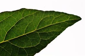 Tomato Green Leaf