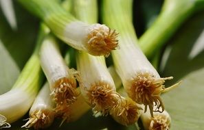green onion is a healthy food