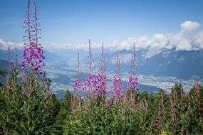 landscape with Alpine Flowers
