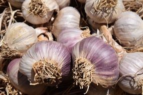 Heads Of Garlic