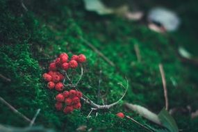 berries on green moss