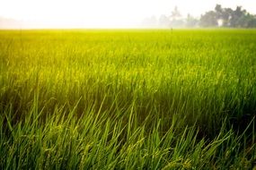 Rice grows in Field, thailand