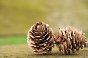 two brown pine cones