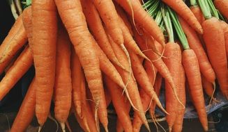 lot of washed carrots