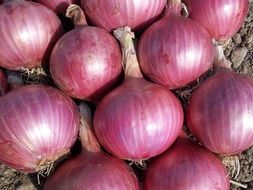 red Onion bulbs on ground