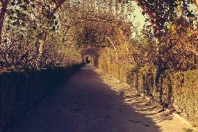 live tunnel in the autumn park