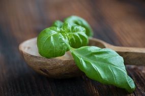 Beautiful green healthy basil