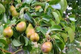 pears on tree branches