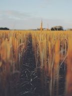 Straw on harvested field