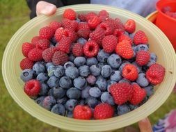 variety of berries in a bowl