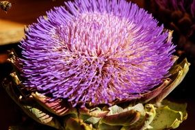 Violet artichoke flower