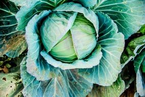 cabbage in the garden