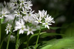 Garlic Allium Ursinum