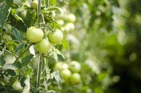 Green fresh tomatoes