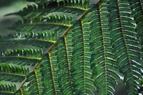 dark green fern leaves in the forest