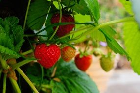 appetizing Strawberry Plant